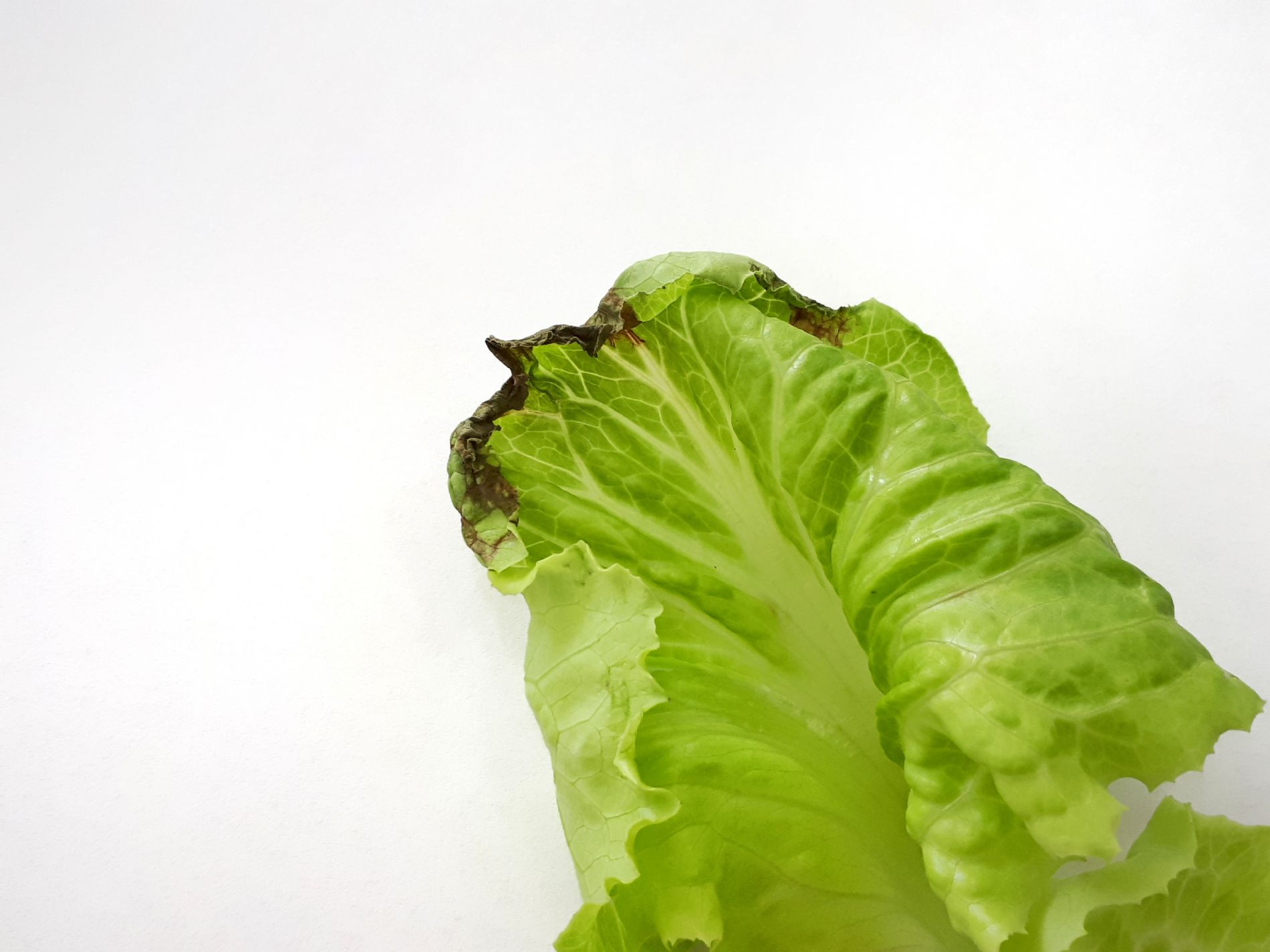 Tip burn lechuga falta de calcio