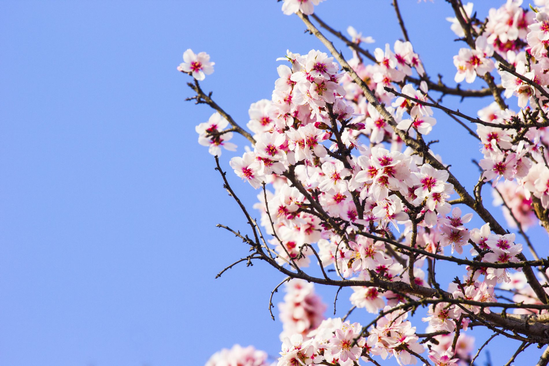 الشبكة التجارية في إسبانيا وأوروبا