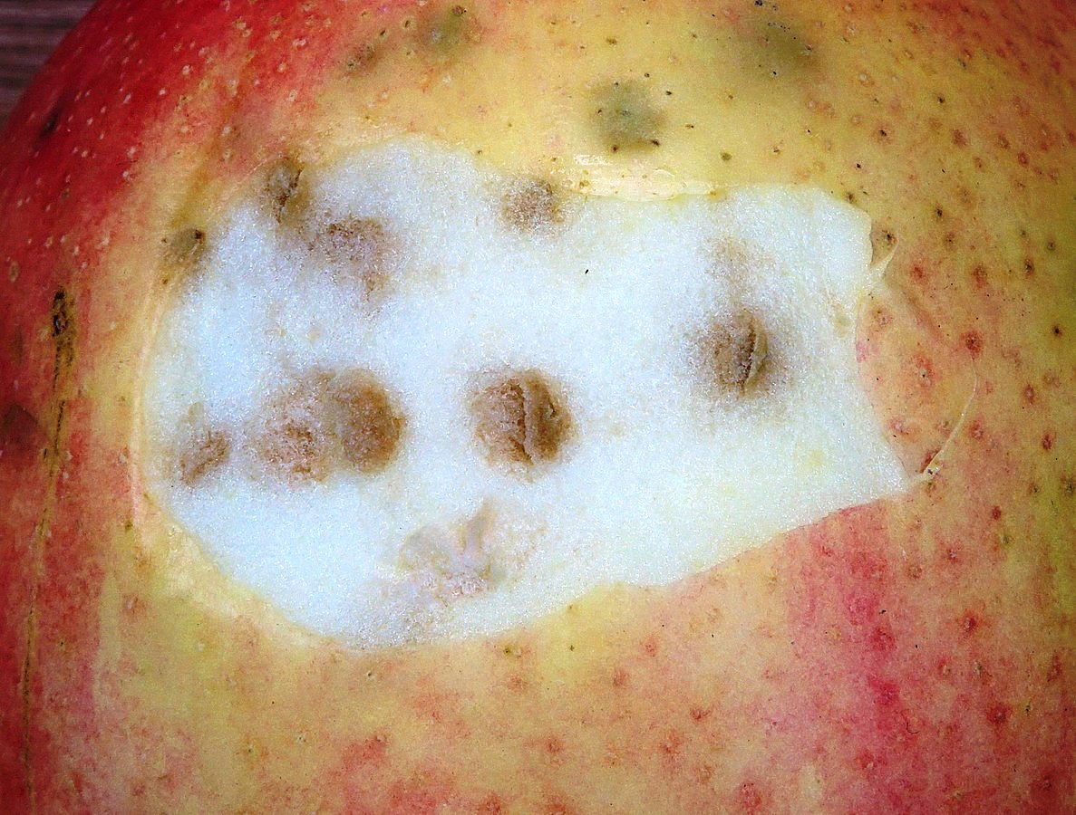 كيفية التعامل مع البقعة المُرّة في النباتات