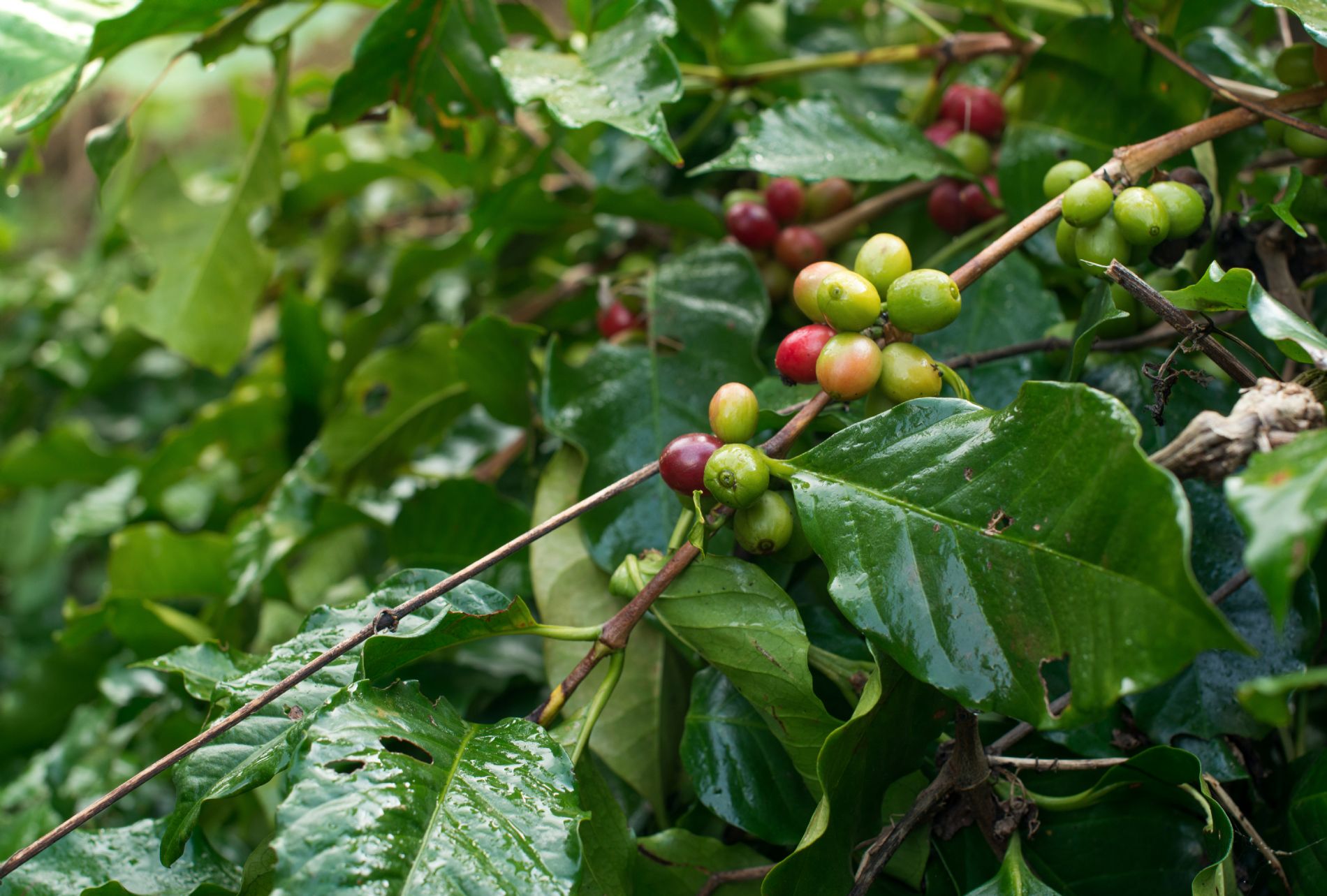 Distribuidor de abonos y fertilizantes en �frica