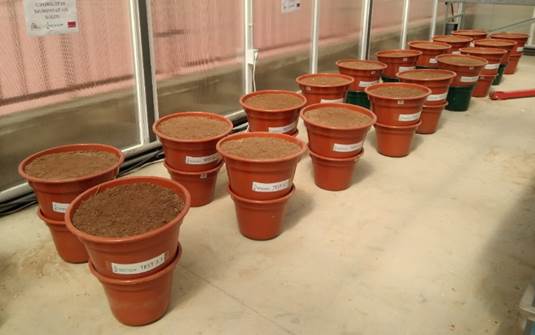 Instalaci�n experimental ensayo  Carbosoil - correctores salinos