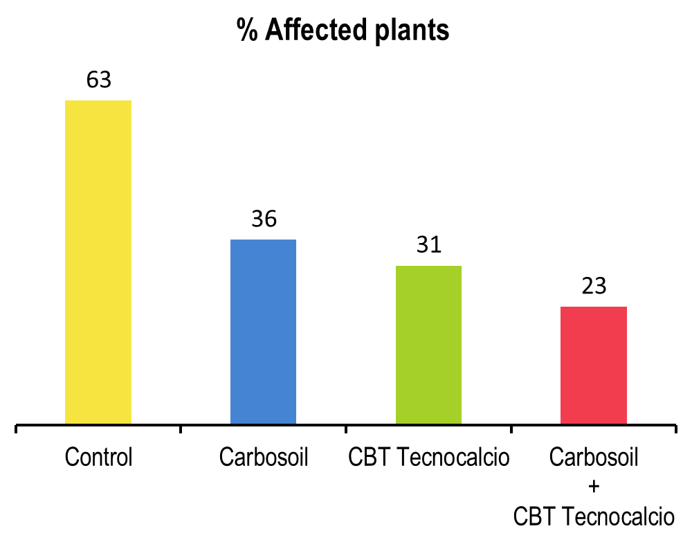 الخس المتأثر باحتراق الأطراف
