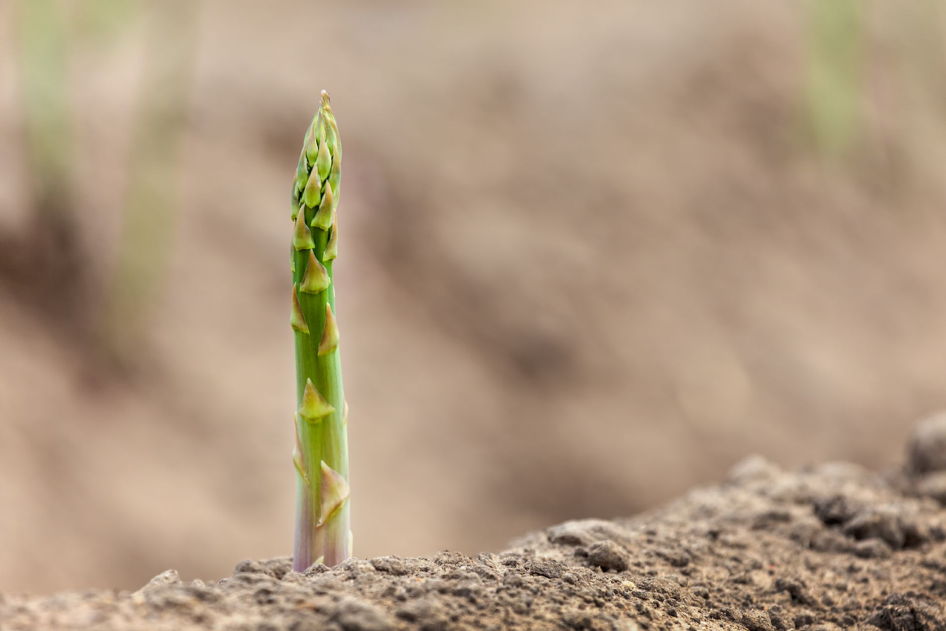 Ventajas en el suelo al aplicar �cidos Carbox�licos B.P.M. Aplicaci�n foliar y al suelo