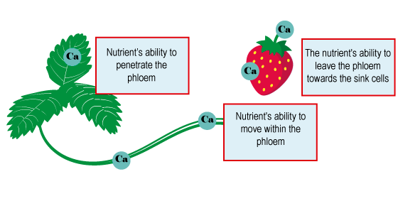 الكالسيوم الورقي لمحصول الفراولة.