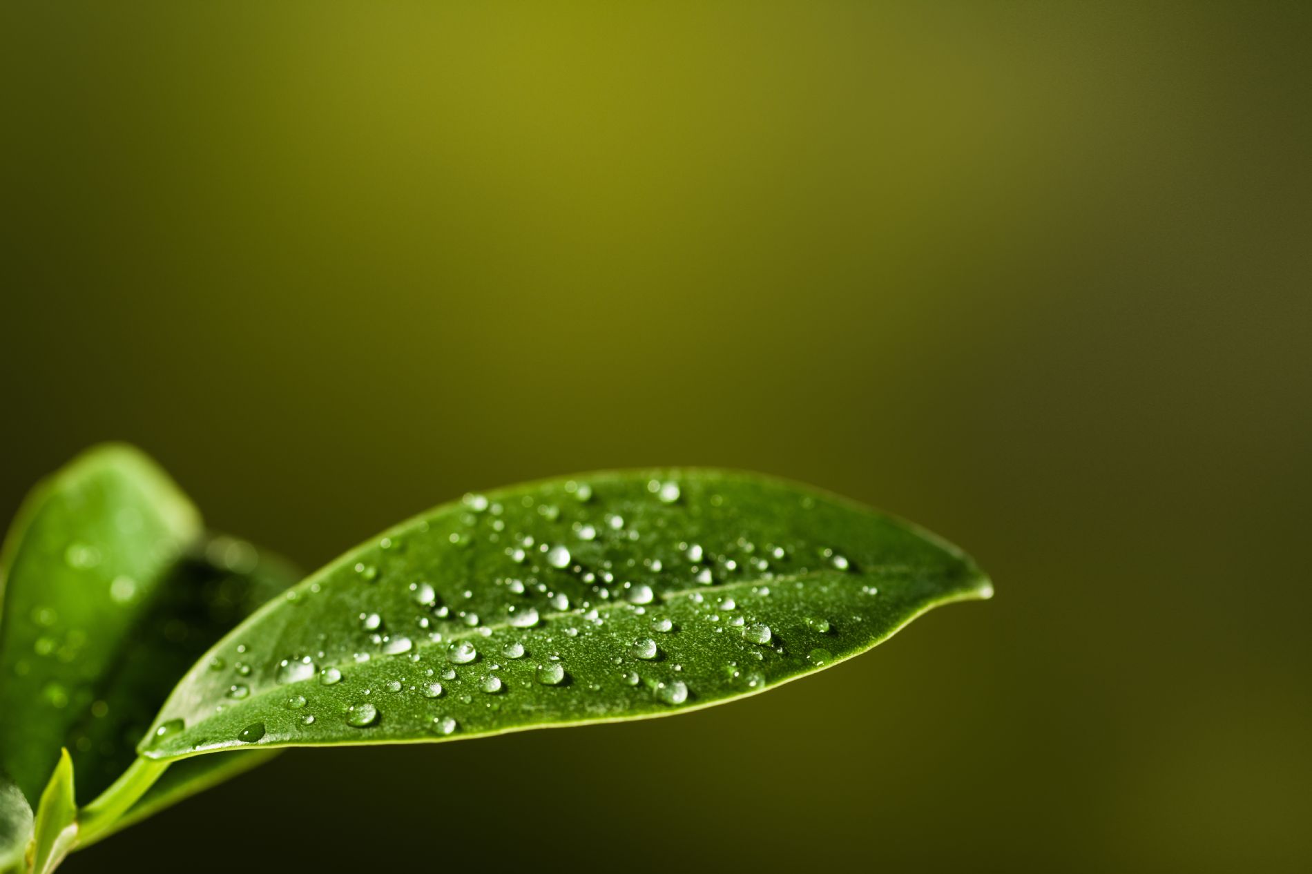 Ventajas en la planta al aplicar �cidos Carbox�licos B.P.M. Aplicaci�n foliar y al suelo