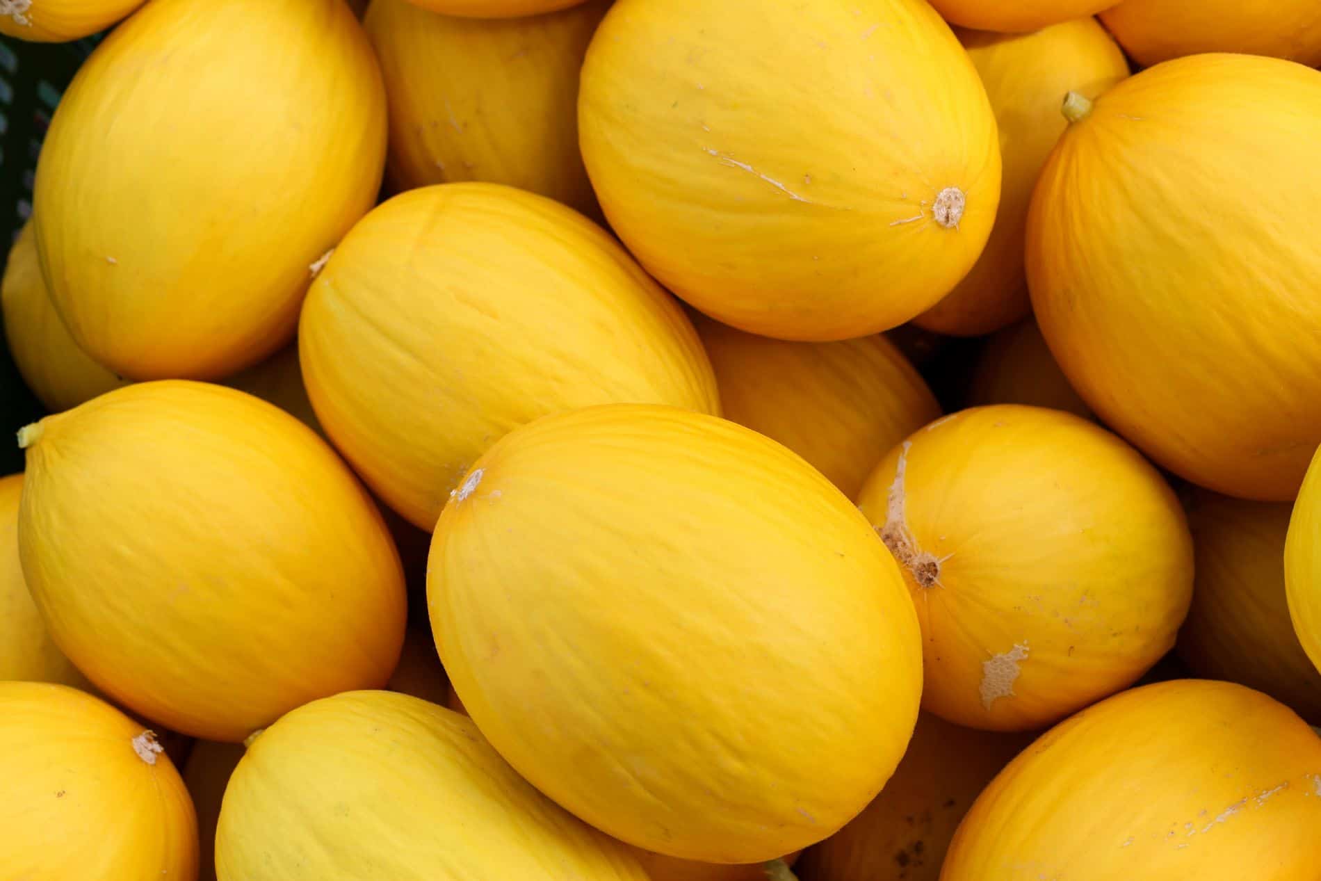 Fertilizantes aptos para agricultura ecol�gica - Carbotecnia