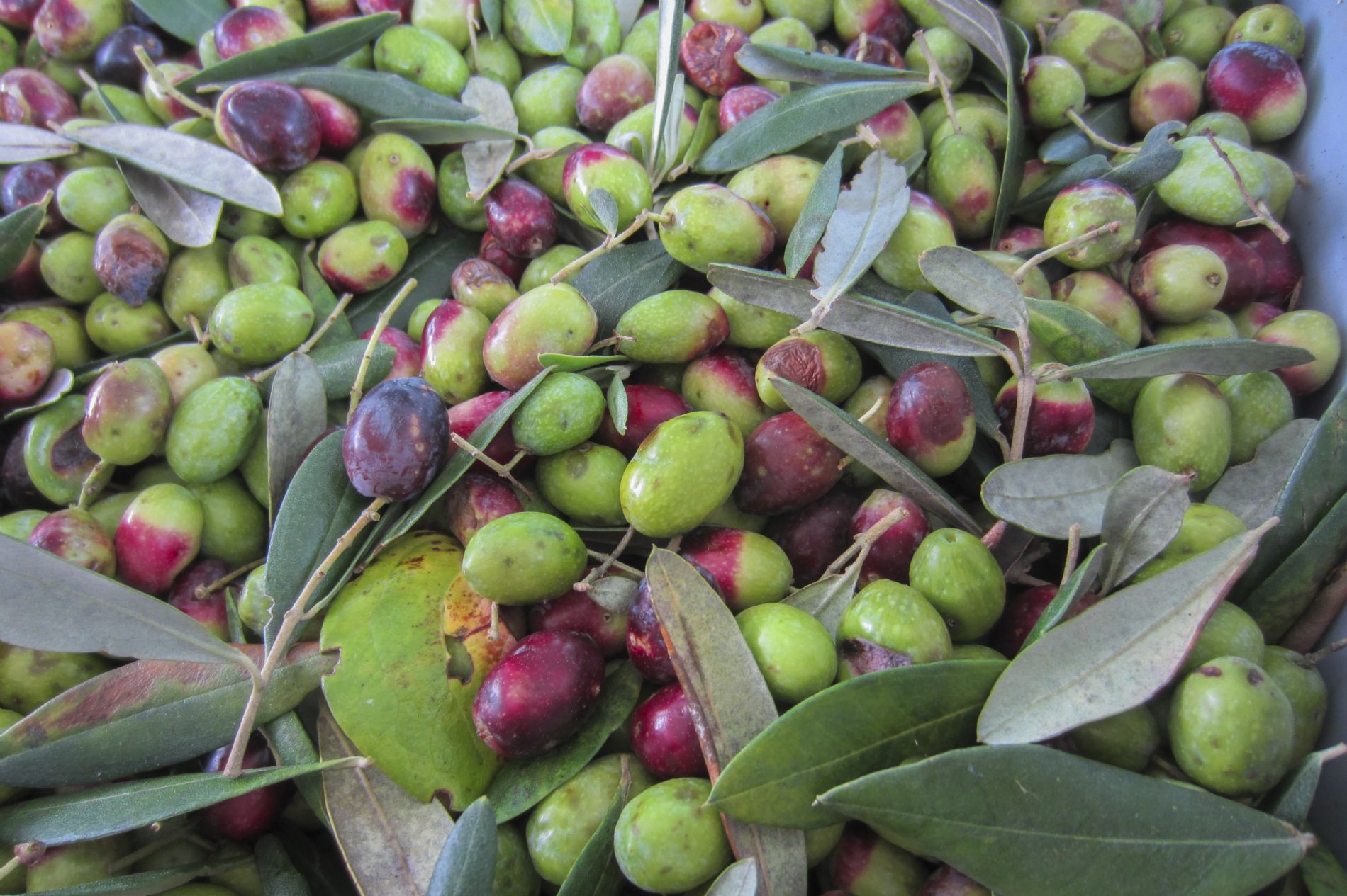 أسمدة ذات وزن جزيئي منخفض - مصححات النقص