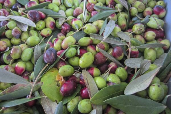 أسمدة ذات وزن جزيئي منخفض - مصححات النقص