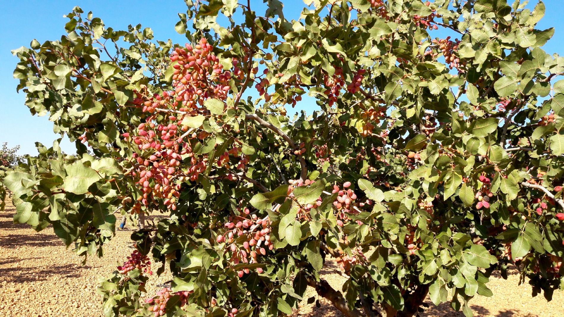 Vida post cosecha y aumento de producci�n con fertilzante con calcio carbotecnia