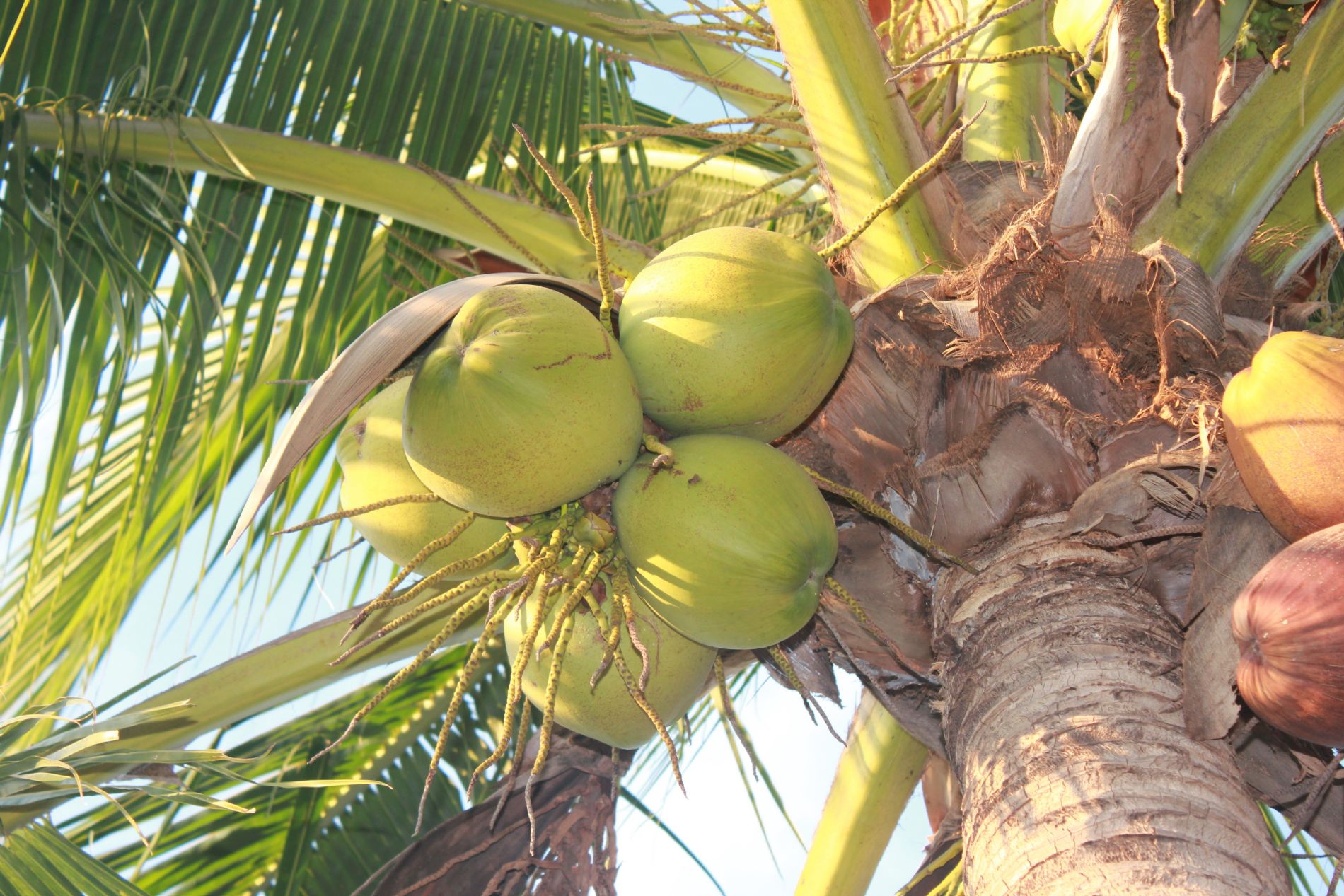 Distribuidor de abonos y fertilizantes en Am�rica