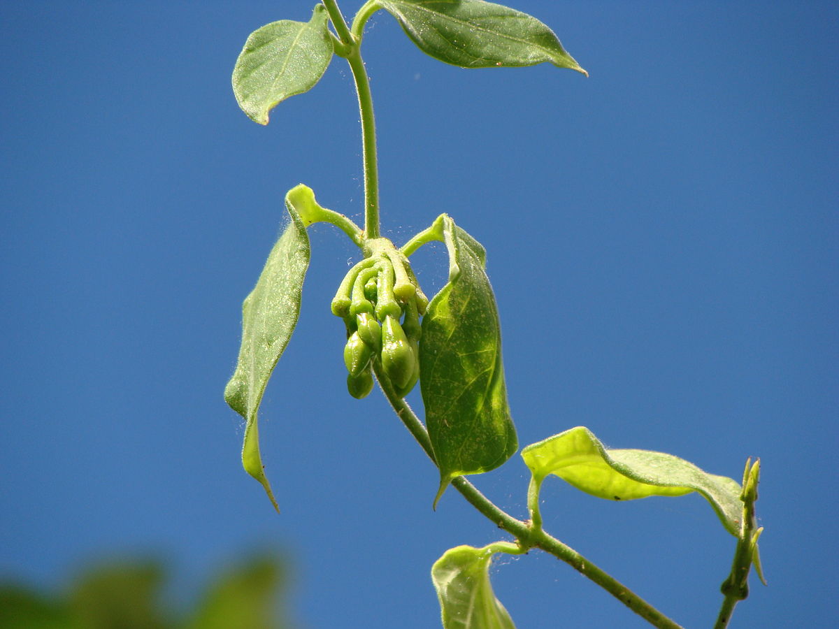 Abonos y fertilizantes para la recuperaci�n de la planta tras sufrir estr�s h�drico, salino y/o t�rmico.